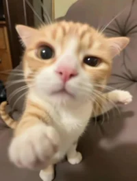 Pokémon Reservatory