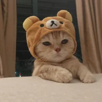 Cute Kitty