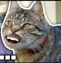 Cat Meow
