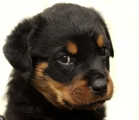 Ranger the Rottweile