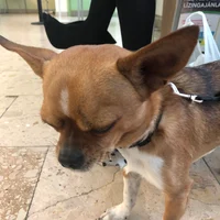 Chihuahua 