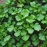 Cilantro 