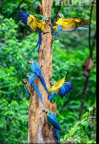 Macaw flawk