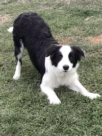 Boarder Collie TG TF