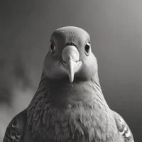 The pigeon