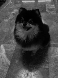 Yeontan