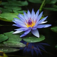 Egypt Lotus Sonic Au