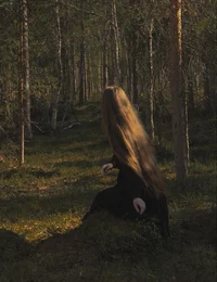 Cenizas en el bosque