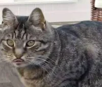 GiftedMeow2442