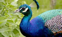 Peafowl