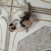 Calico kittens