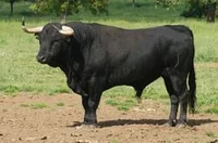 Spanish Bull