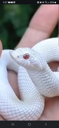 WHITE SNAKE
