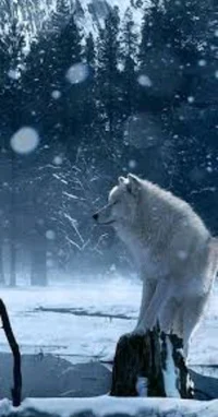 The Arrabell Kingdom