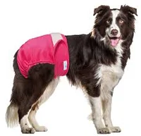 Boarder Collie TG TF