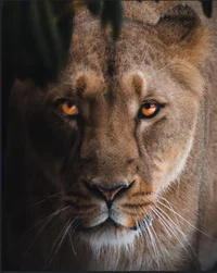 Lioness