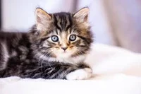 Your Talking Cat