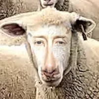 Radiohead Sheep