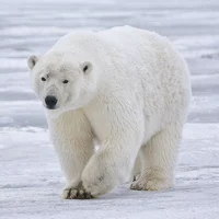 Polar bear 