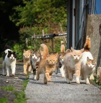 Warrior cats 