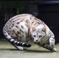 Warrior cats hunting