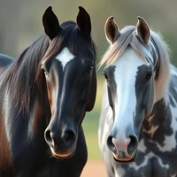 love journey I horse
