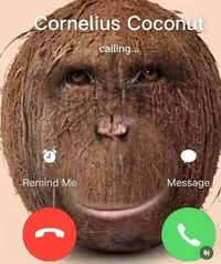 Cornelius Coconut 