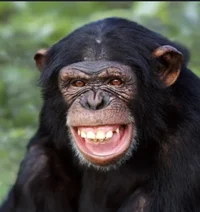 Chimpanzee