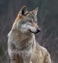 Irish Wolf