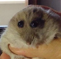 Sad Rat