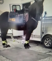 Cop horse