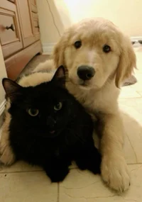 Your cat and dog