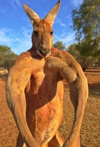 Kangaroo male