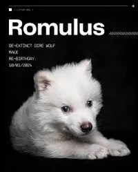 Romulus the DireWolf