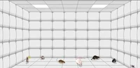 Rat Room