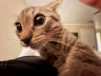 Silly Kingdom afrmth