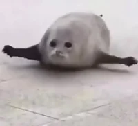Bouncing Seals