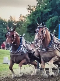 Cart horses