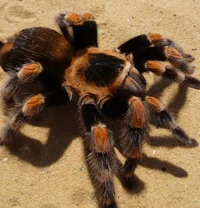 redknee tarantula 