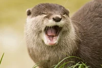Otter