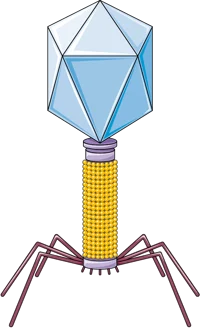 Bacteriophage
