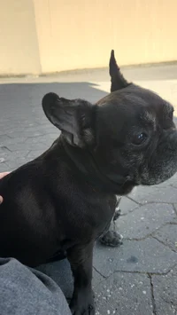 Zoe_billie