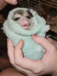 Ozzy the Opossum 