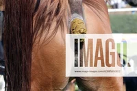 Horse poo eating saw