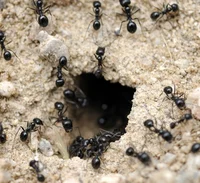 Ant nest