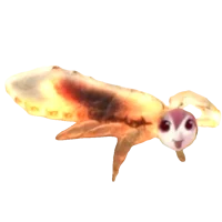 Lice