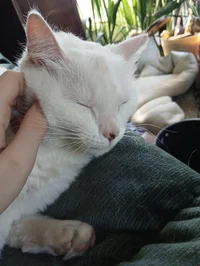 your kind father Kai