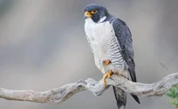 Peregrine Falcon