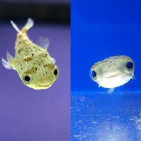 baby pufferfish