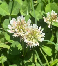 White Clover
